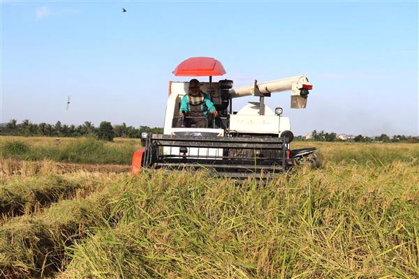 Nông dân phường Nhị Chiểu vào vụ thu hoạch nếp cái hoa vàng