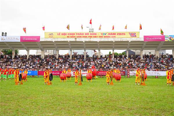 Lễ hội chọi trâu Đồ Sơn khôi phục Vòng đấu loại theo mô hình truyền thống vào ngày 8/6 âm lịch