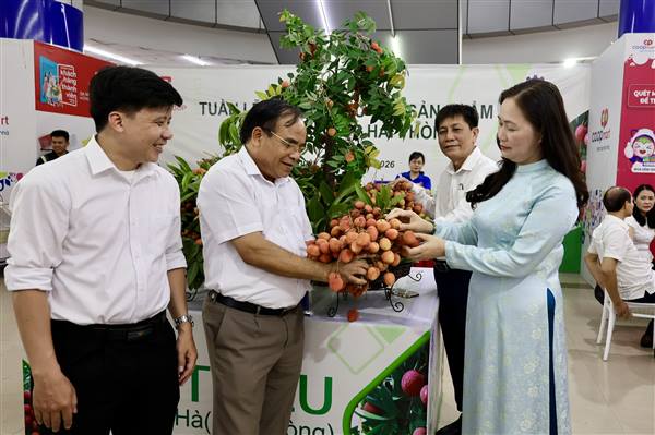 Hơn 300 tấn vải Thanh Hà được đưa vào hệ thống phân phối toàn quốc của Saigon Co.op