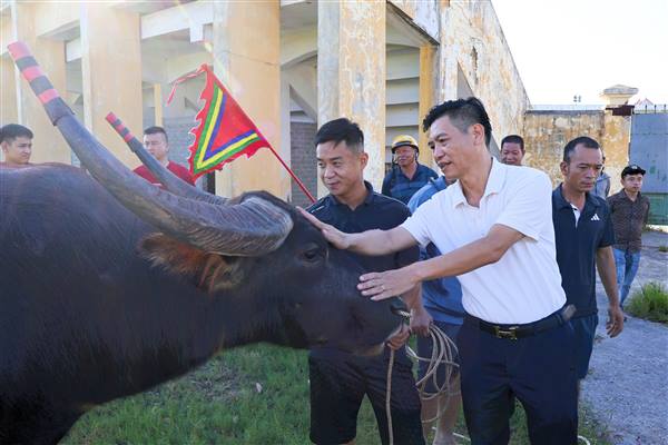 Kiểm tra các trâu chọi tham gia Lễ hội Chọi trâu truyền thống Đồ Sơn - VTV năm 2026