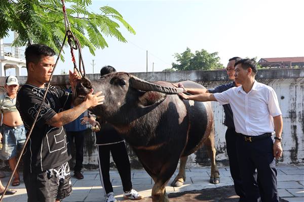 Kiểm tra chất lượng 15 trâu tham gia Vòng chung kết Lễ hội Chọi trâu truyền thống Đồ Sơn - VTV năm 2026
