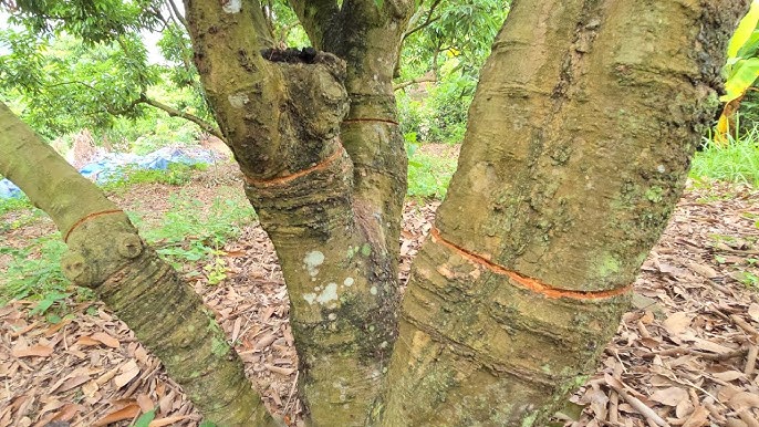 KHOANH HÃM LỘC VẢI THANH HÀ MÙA ĐÔNG NHƯ NÀY ĐÃ ỔN CHƯA