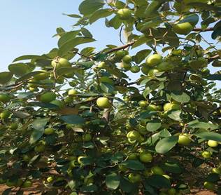 A tree with fruits on it

Description automatically generated