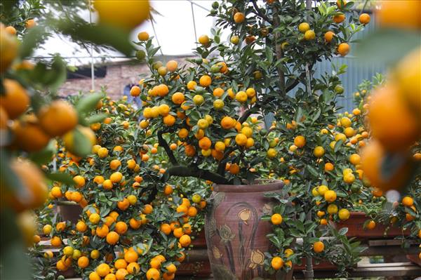 
Luong Cau Kim quat brand in lunar new year market