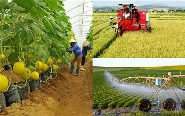 
Value chain linkages in agricultural production strengthened