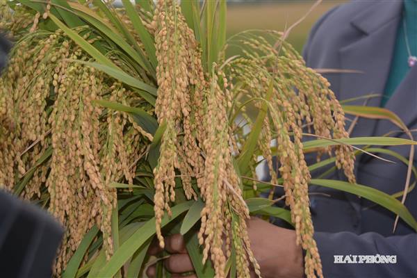 
Supporting development of local agricultural brands