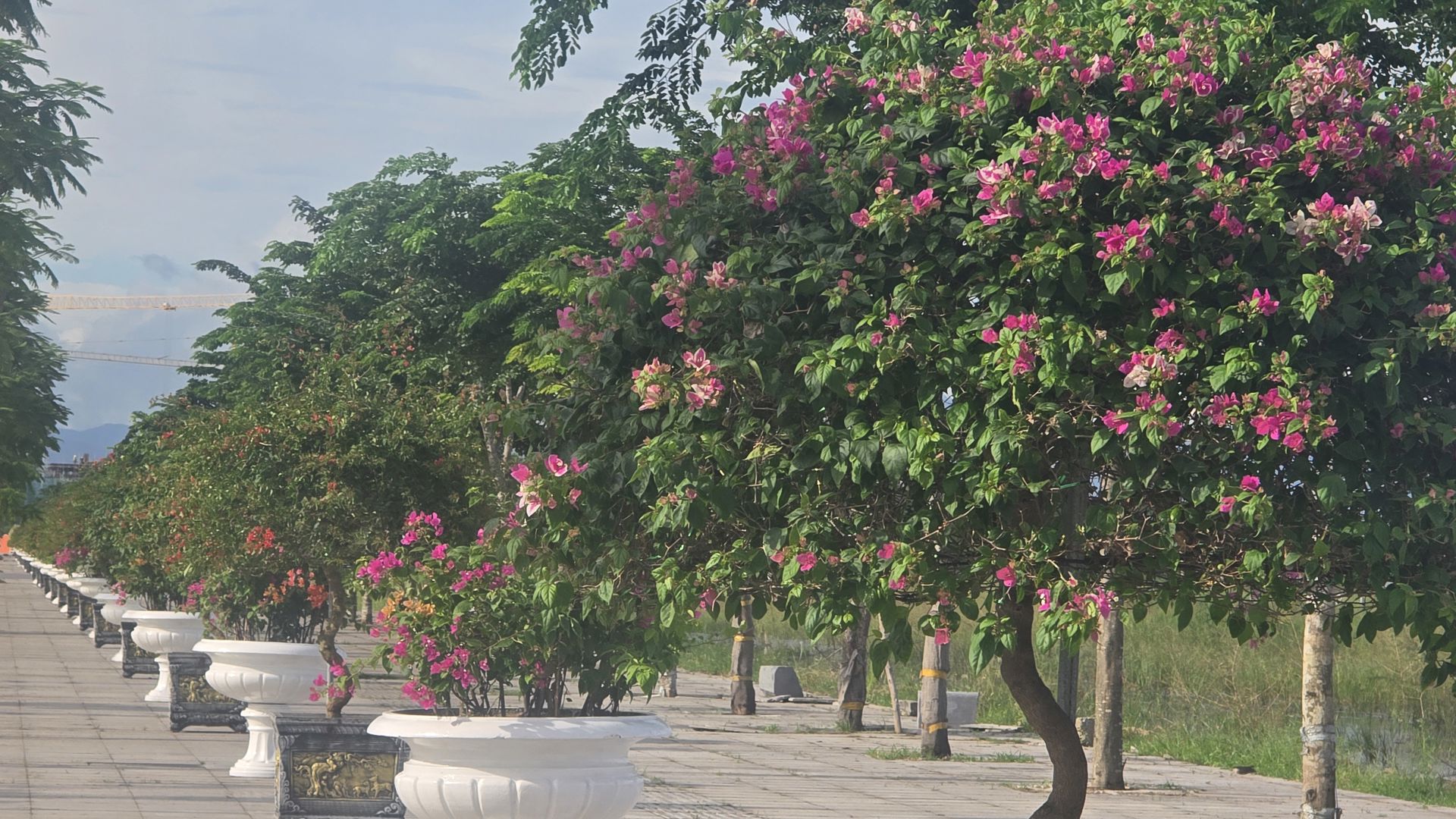 Hàng trăm chậu hoa giấy được trang trí vô cùng đẹp mắt tại khu hành chính Bắc Sông Cấm