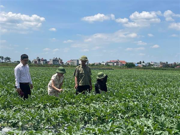 Ứng dụng khoa học công nghệ nâng cao hiệu quả sản xuất dưa hấu lai F1 AD070 tại Hải Phòng