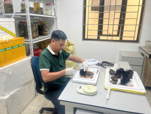 Nghiên cứu xây dựng mô hình thử nghiệm sản xuất giống và nuôi thương phẩm cầu gai đen (Diadema Sentosum) tại Hải Phòng