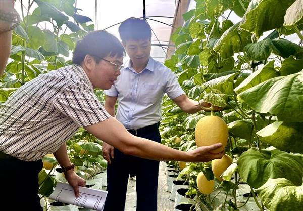 Hải Phòng: Đánh giá kết quả ứng dụng đèn LED trong sản xuất cây trồng nhà màng, nhà lưới