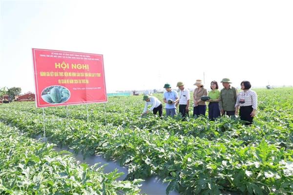 Mô hình dưa hấu VT007 cho kết quả khả quan trong ứng dụng khoa học công nghệ vào sản xuất
