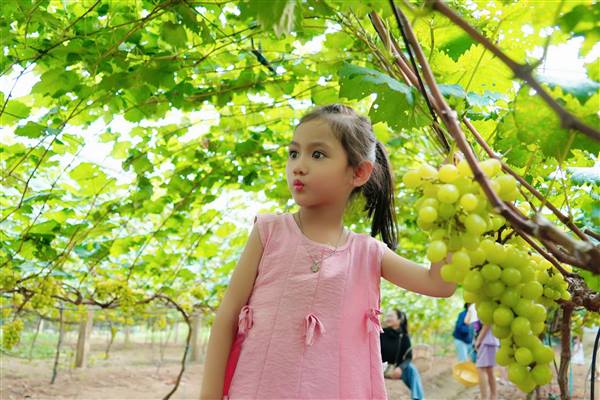 Chùm ảnh: Hấp dẫn mô hình trồng nho kết hợp làm du lịch sinh thái