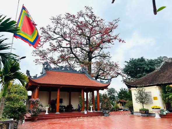 Tháng Ba, hoa gạo lại đỏ lửa trên những mái đình An Hải…