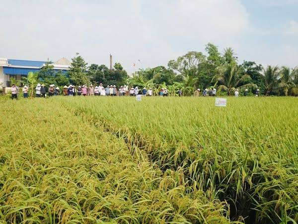 HỘI NGHỊ ĐẦU BỜ ĐÁNH GIÁ KẾT QUẢ SẢN XUẤT GIỐNG LÚA LAI 3 DÒNG SYN12 VỤ MÙA NĂM 2025