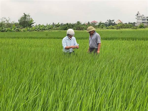 XÃ AN HƯNG TĂNG CƯỜNG CÔNG TÁC KIỂM TRA THĂM ĐỒNG VÀ XỬ LÝ NGHIÊM TRƯỜNG HỢP CÔNG DÂN DÙNG ĐIỆN DIỆT CHUỘT