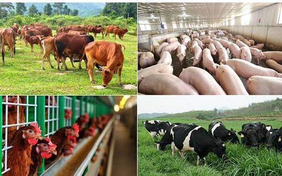 Kế hoạch phát triển chăn nuôi và phòng, chống dịch bệnh  động vật năm 2026 trên địa bàn xã An Khánh