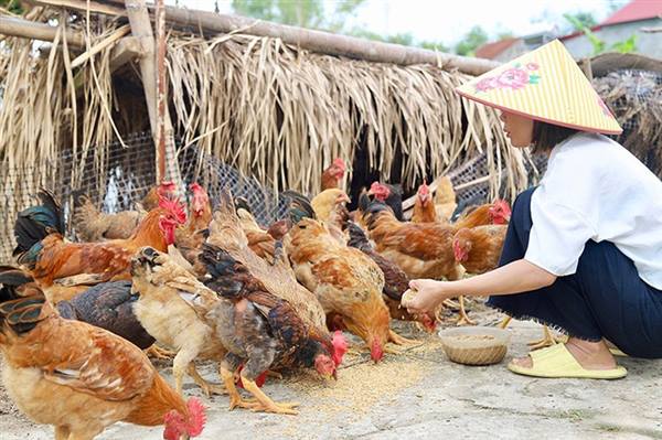 Hướng dẫn các biện pháp chăn nuôi an toàn sinh học và chăm sóc, nuôi dưỡng nâng cao sức đề kháng cho đàn vật nuôi