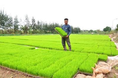 KẾ HOẠCH VÀ GIẢI PHÁP SẢN XUẤT VỤ MÙA 2026, VỤ ĐÔNG 2026-2027 