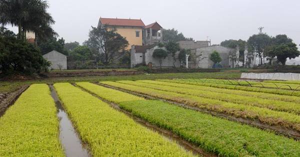 Thông báo khẩn trương tiêu thoát nước và tiếp tục phun trừ rầy bảo vệ lúa xuân 2026
