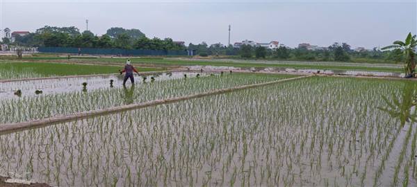 Thông báo về việc đôn đốc đẩy nhanh tiến độ gieo cấy và chăm sóc lúa vụ Mùa năm 2026 