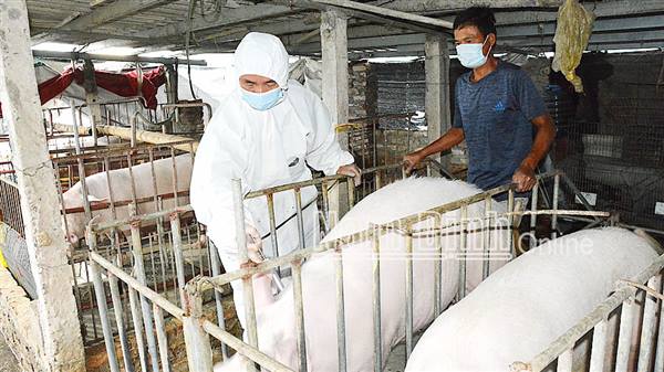 UBND xã An Phú triển khai tiêm phòng dịch cho đàn gia súc, gia cầm đợt 2 năm 2025