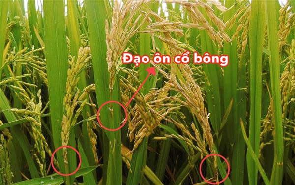 UBND xã thông báo phun phòng chống bệnh đạo ôn cổ bông bảo vệ sản xuất lúa vụ mùa 2026