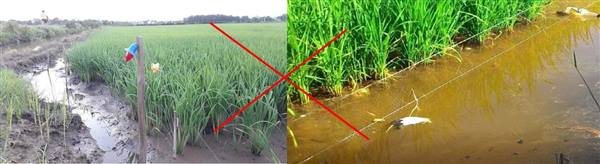 Nghiêm cấm dùng điện để bẫy, bắt, diệt chuột trong sản xuất nông nghiệp