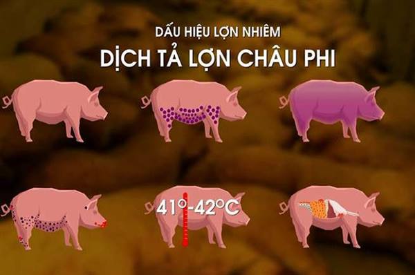 Tăng cường công tác phòng, chống bệnh Dịch tả lợn Châu Phi trên địa bàn xã