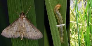 THÔNG BÁO tình hình sinh vật gây hại cây trồng vụ Đông Xuân 2025 - 2026