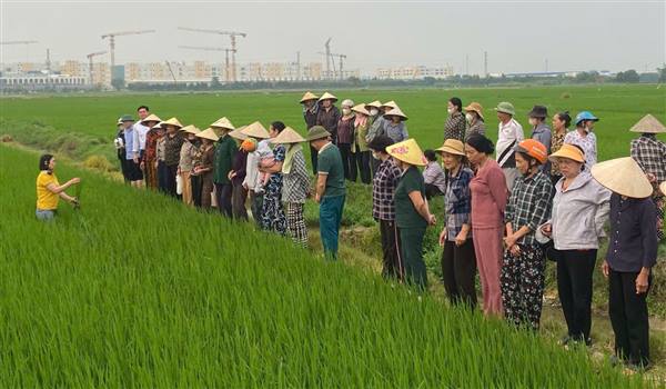 Trung tâm Dịch vụ sự nghiệp công xã An Phú tổ chức tập huấn kỹ thuật chăm sóc lúa cho 50 nông dân thôn An Lương, Bạch Đa