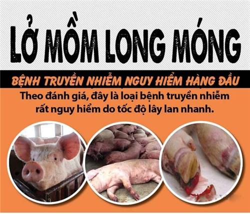 Hướng dẫn một số biện pháp kỹ thuật phòng chống dịch bệnh lở mồm long móng (LMLM) trên đàn vật nuôi và các biện pháp chăn nuôi an toàn sinh học và chăm sóc, nuôi dưỡng nâng cao sức đề kháng cho đàn vật nuôi 