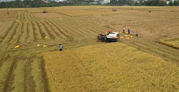 Nông dân An Phú đẩy nhanh tiến độ thu hoạch lúa xuân, làm đất chuẩn bị gieo cấy vụ mùa