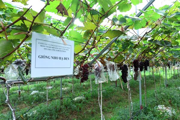 Nho công nghệ cao bén rễ trên vùng đất An Phú