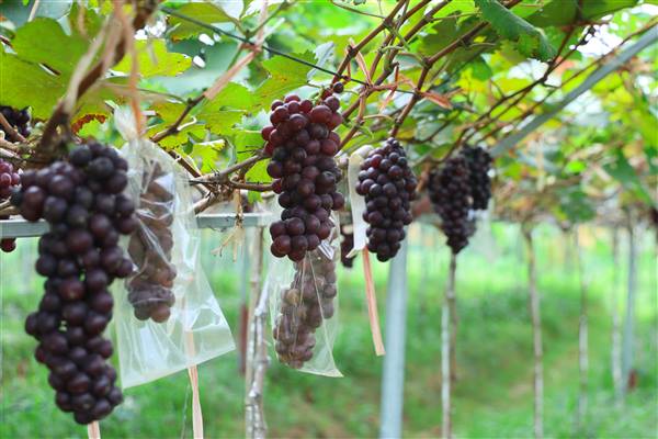 Mô hình trồng nho Mẫu Đơn và Hạ Đen công nghệ cao tại xã An Phú được đánh giá cao