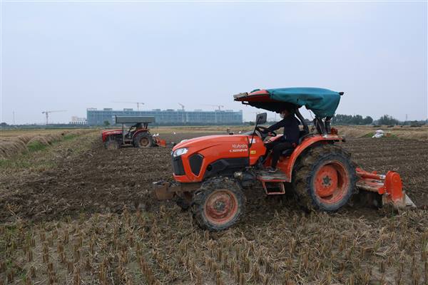 Thôn An Lương tập trung thu hoạch lúa mùa, trồng cây vụ đông
