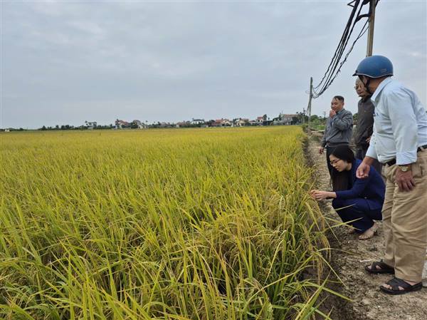 XÃ AN QUANG TỔ CHỨC THĂM ĐỒNG ĐÁNH GIÁ NĂNG SUẤT VỤ MÙA 2025