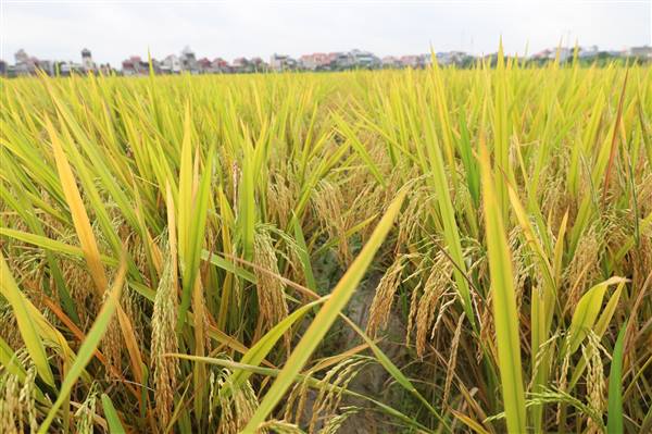 Một số biện pháp ứng phó mưa to, mưa kéo dài nhằm bảo vệ năng suất lúa vụ Chiêm Xuân năm 2026 trên địa bàn xã An Thành