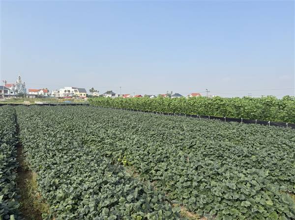 Sở Nông nghiệp và Môi trường thành phố Hải Phòng ban hành Kế hoạch số 72/KH-SNNMT ngày 22/5/2026 về kế hoạch và giải pháp sản xuất vụ Mùa 2026 và vụ Đông 2026 - 2027