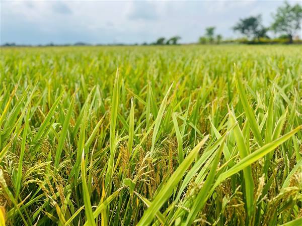 AN TRƯỜNG SÁT CÁNH CÙNG NHÂN DÂN HƯỚNG TỚI VỤ MÙA THẮNG LỢI
