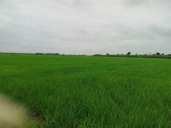 Xã An Trường chủ động chăm sóc 440 ha lúa vụ Mùa năm 2026, tăng cường phòng trừ sâu cuốn lá nhỏ lứa 5 và các đối tượng sinh vật gây hại