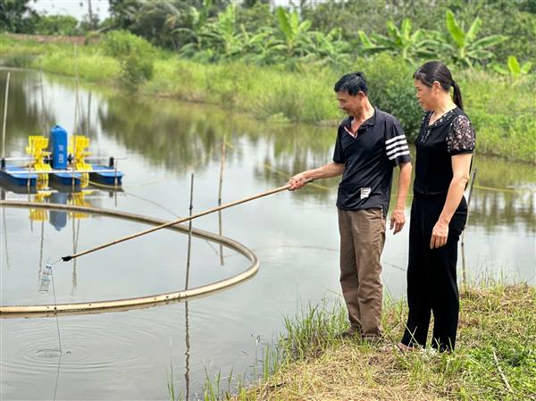 Cán bộ Khuyến nông Trung tâm Dịch vụ sự nghiệp công xã An Trường kiểm tra mô hình nuôi tôm càng xanh toàn đực tại thôn Liễu Dinh