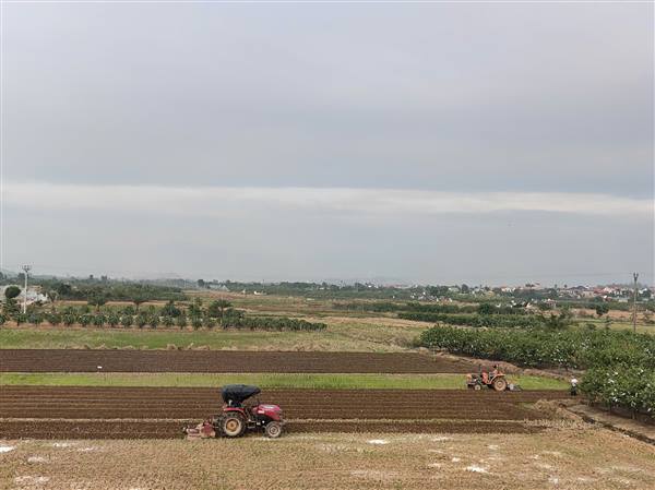 Nông dân phường Bắc An Phụ hối hả sản xuất hành, tỏi vụ đông 2025-2026