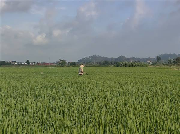 Kỹ thuật chăm bón và phòng trừ sâu bệnh gây hại trên lúa mùa
