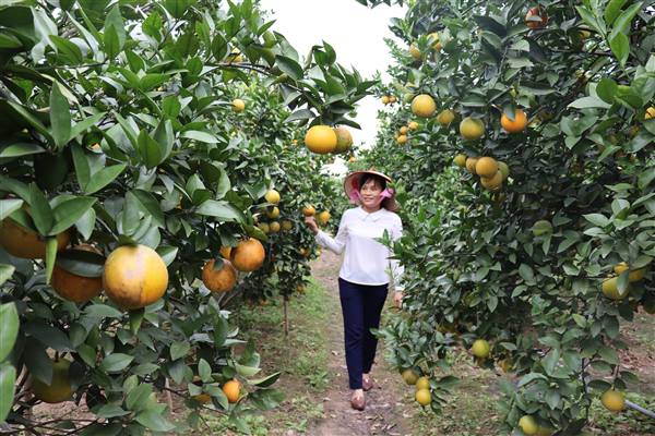 Phường Bắc An Phụ phát triển ngành nông nghiệp theo hướng sinh thái hiện đại