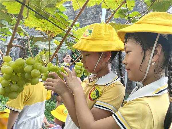 HTX sản xuất và kinh doanh nông sản sạch Bạch Đằng đã mở cửa vườn nho đón khách vào thăm quan, trải nghiệm