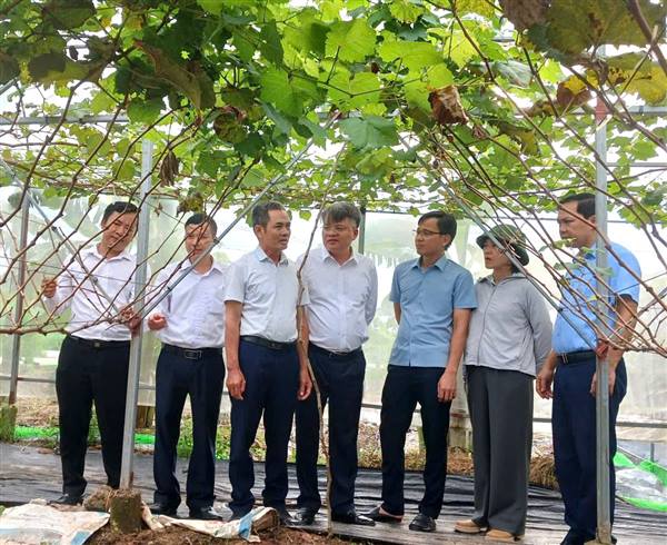 Hội Nông dân thành phố Hải Phòng làm việc và thăm mô hình sản xuất nông nghiệp tiêu biểu phường Bắc An Phụ