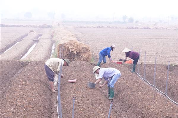Hướng dẫn kỹ thuật trồng, chăm sóc và phòng trừ sâu bệnh trên cây hành, tỏi