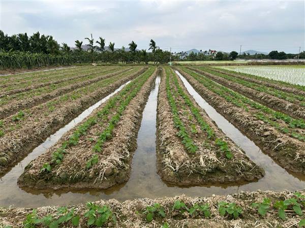 Mô hình đậu tương Cao Hùng 09 được người dân tích cực tham gia