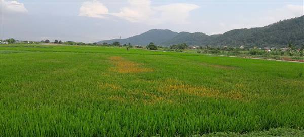 Một số diện tích lúa xuân cháy rầy cục bộ.