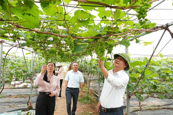 Trung tâm Dịch vụ sự nghiệp công phường kiểm tra đánh giá một số mô hình sản xuất nông nghiệp trên địa bàn phường


